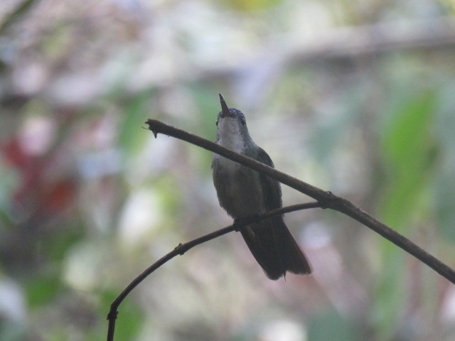kolibřík azurovotemenný - ML232543101