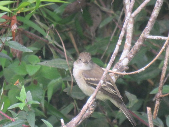 Yellow-bellied Flycatcher - ML232543301
