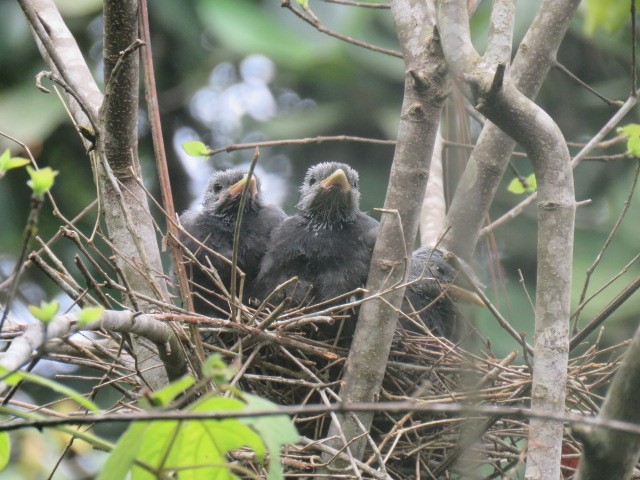 Bushy-crested Jay - ML232543531