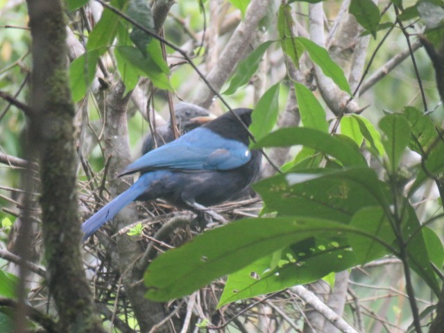 Bushy-crested Jay - ML232543541