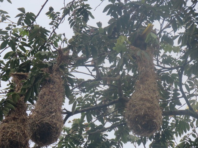 Chestnut-headed Oropendola - ML232544041