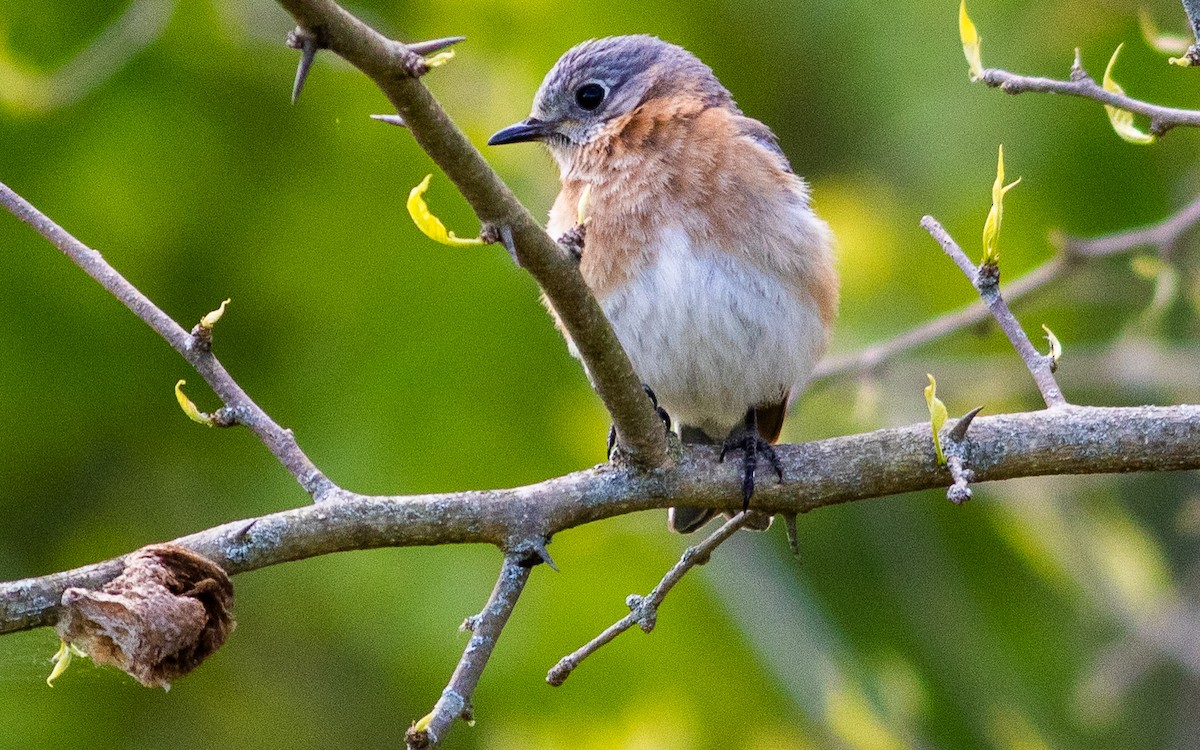 Eastern Bluebird - ML232544701