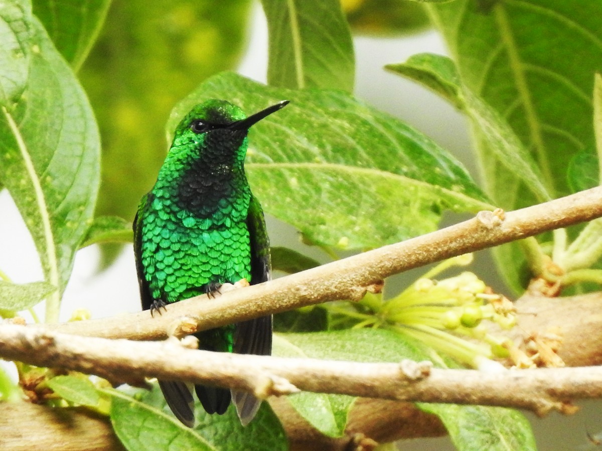 Short-tailed Emerald - Alberto Peña