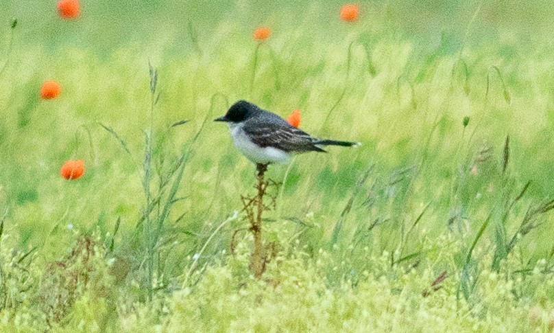 Eastern Kingbird - ML232544871