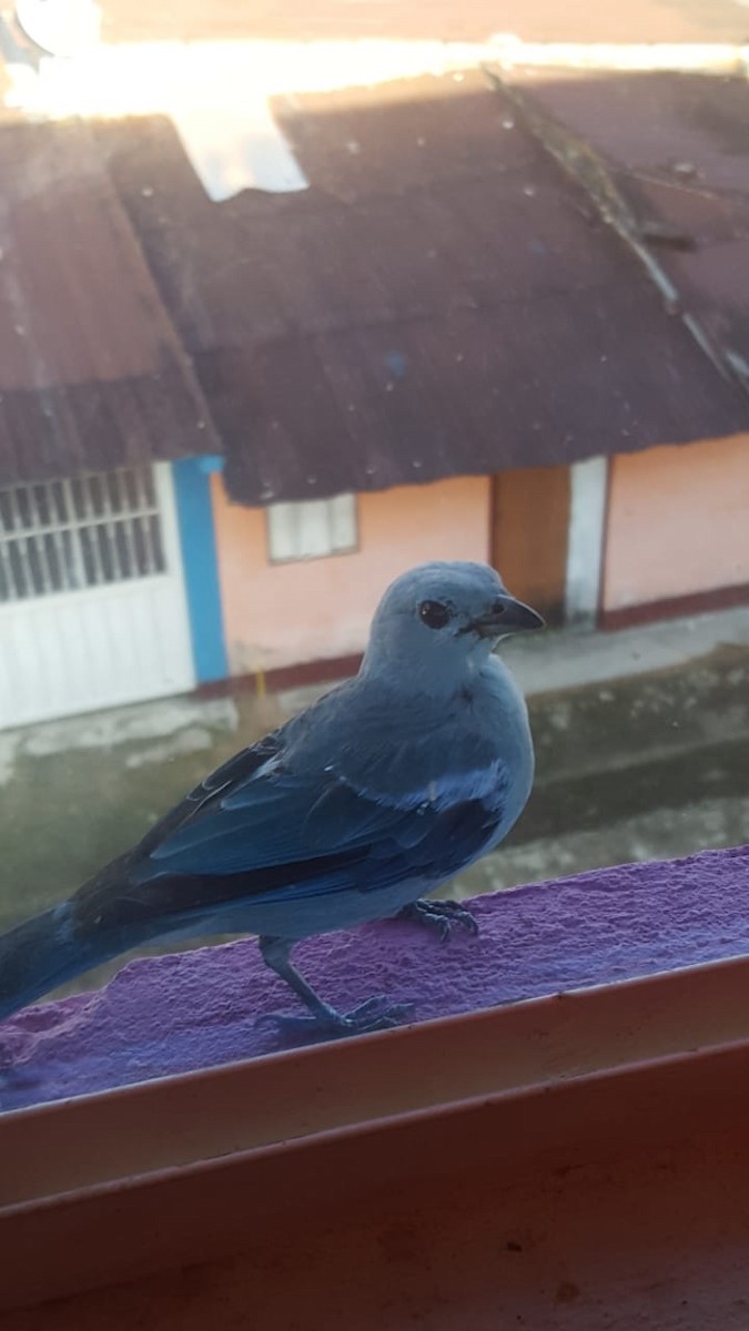 Blue-gray Tanager - ML232544881