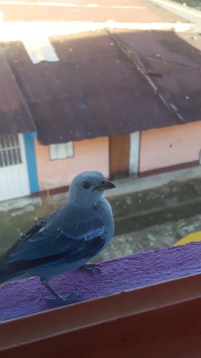 Blue-gray Tanager - ML232545041