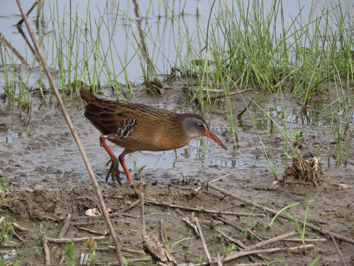 Virginia Rail - Diane Bricmont