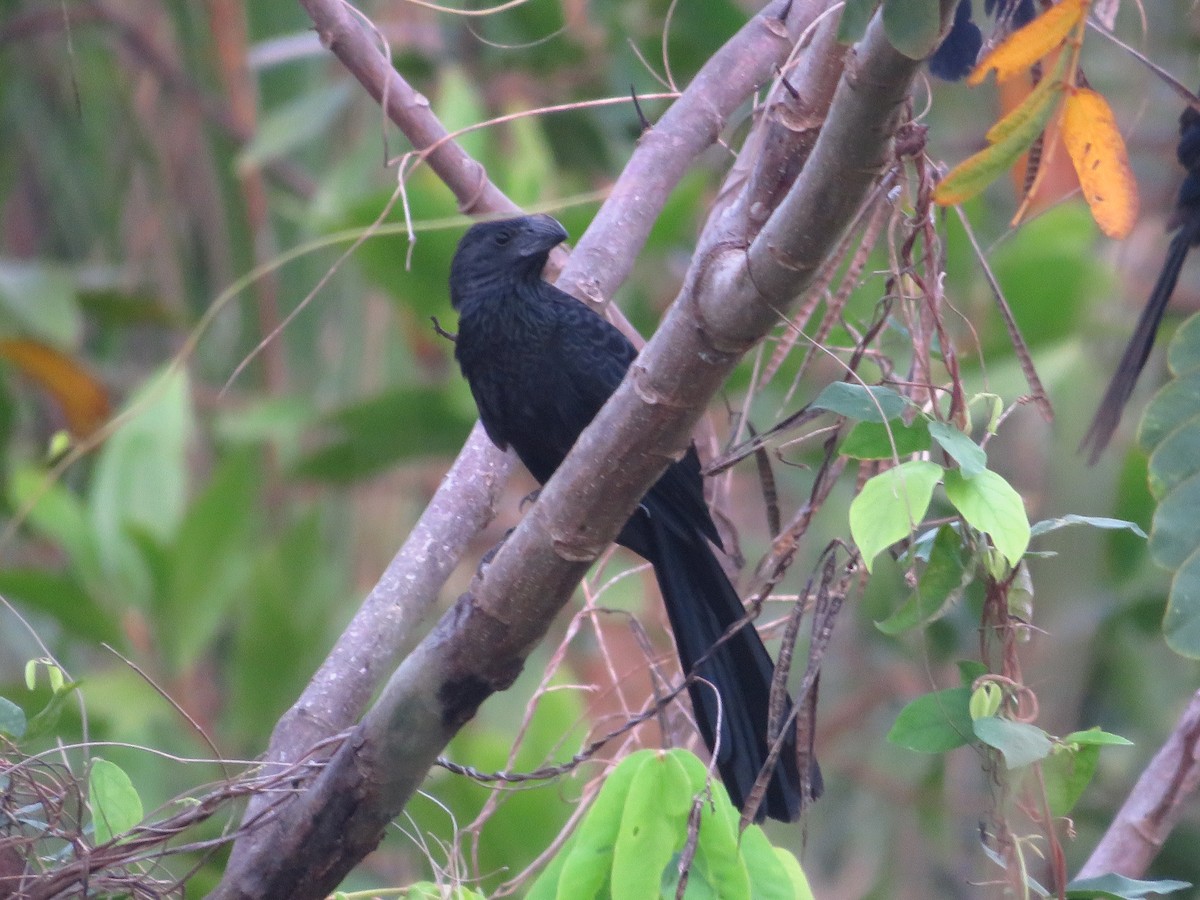 Groove-billed Ani - ML232545781