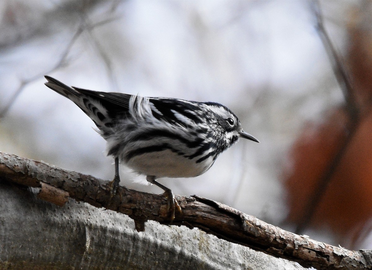 Black-and-white Warbler - Peter Muir