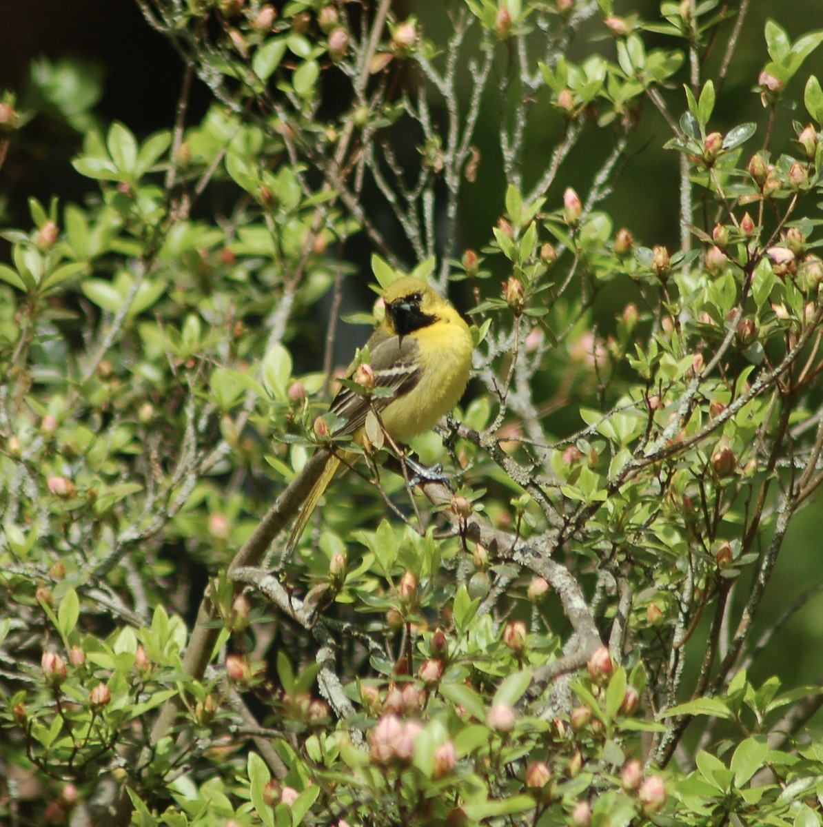 Orchard Oriole - Mary Jo Buckwalter