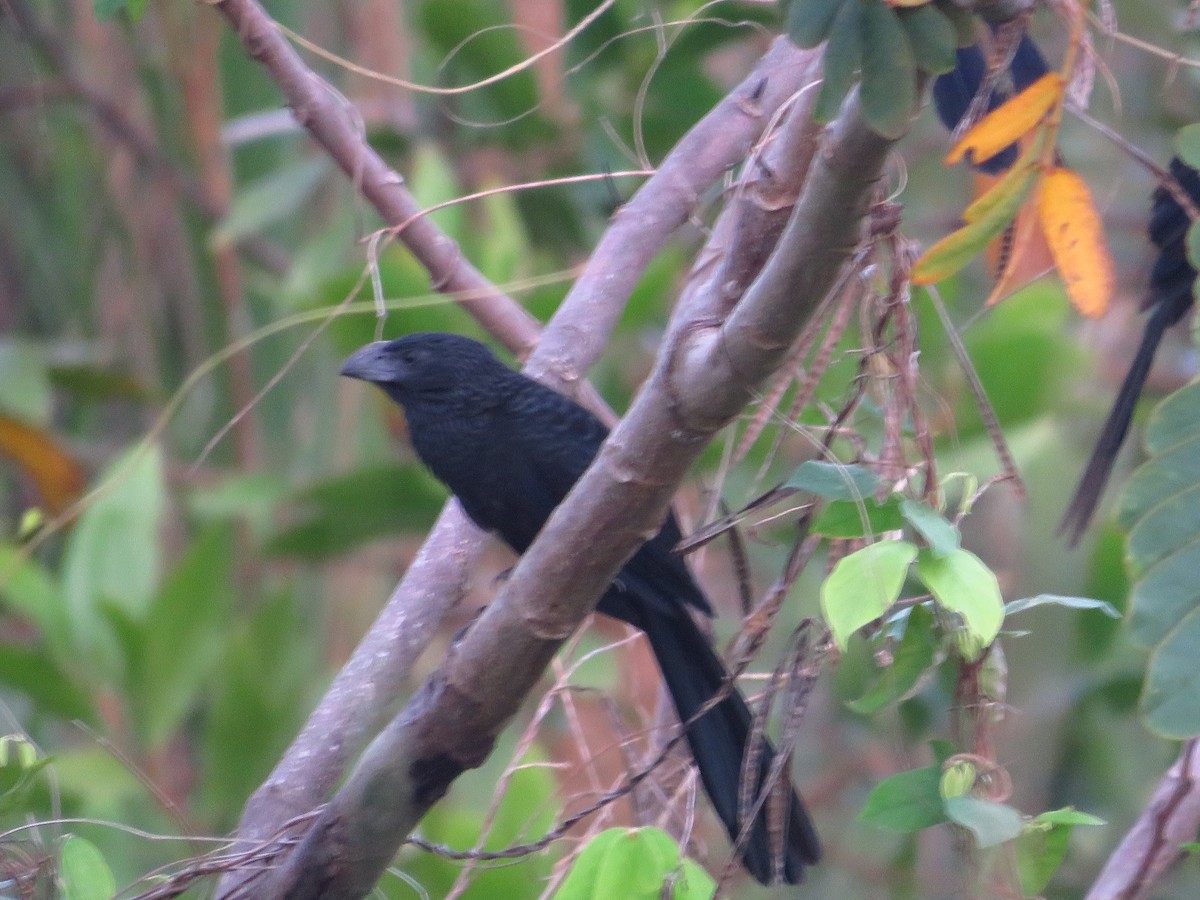 Groove-billed Ani - ML232547061