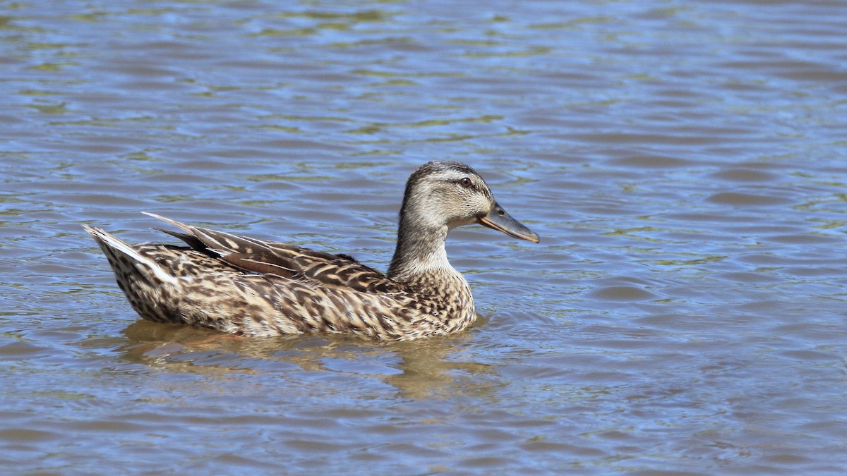 Canard colvert - ML232547091