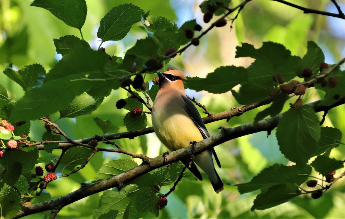 Cedar Waxwing - ML232547471
