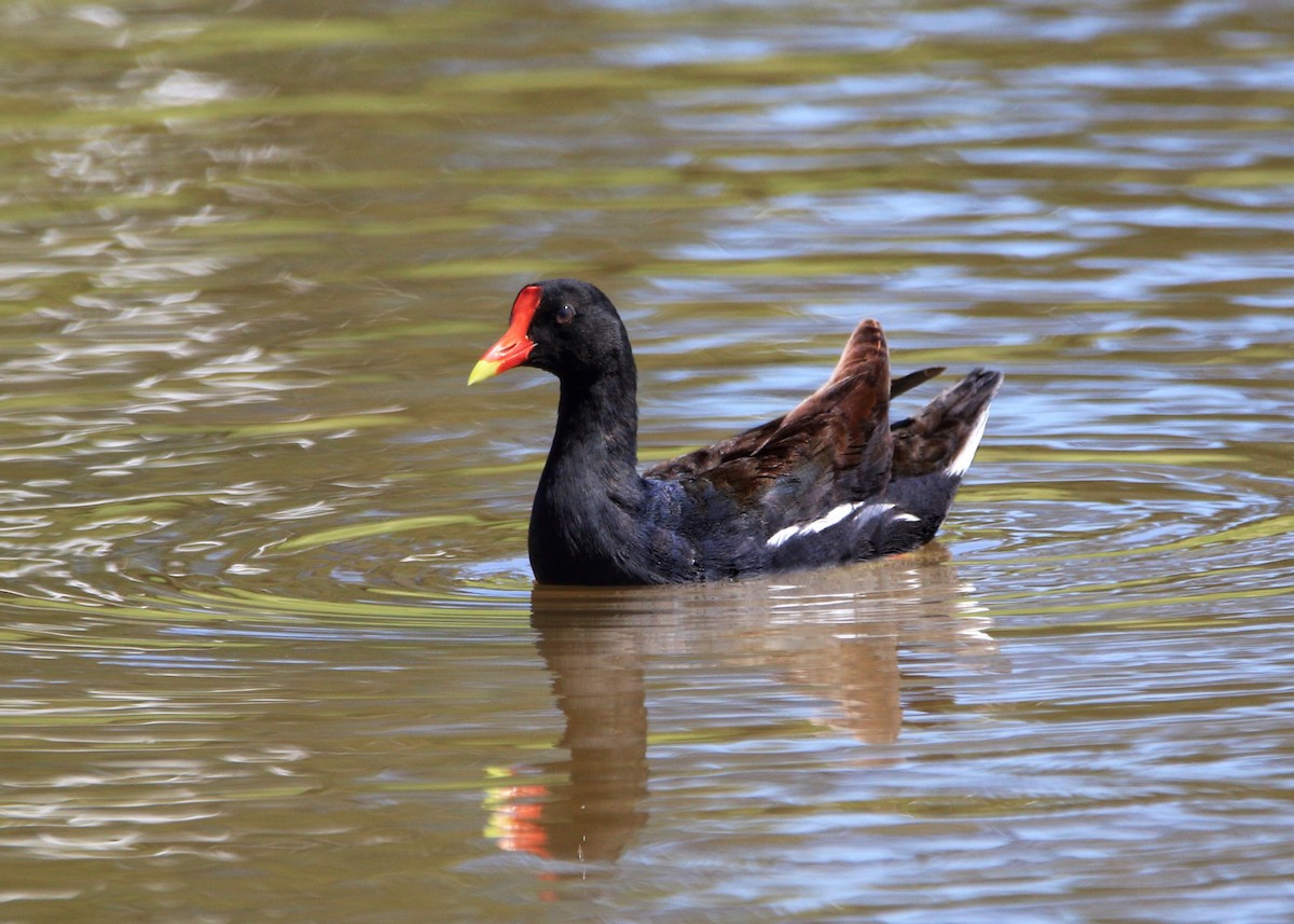 Gallinule d'Amérique - ML232547501