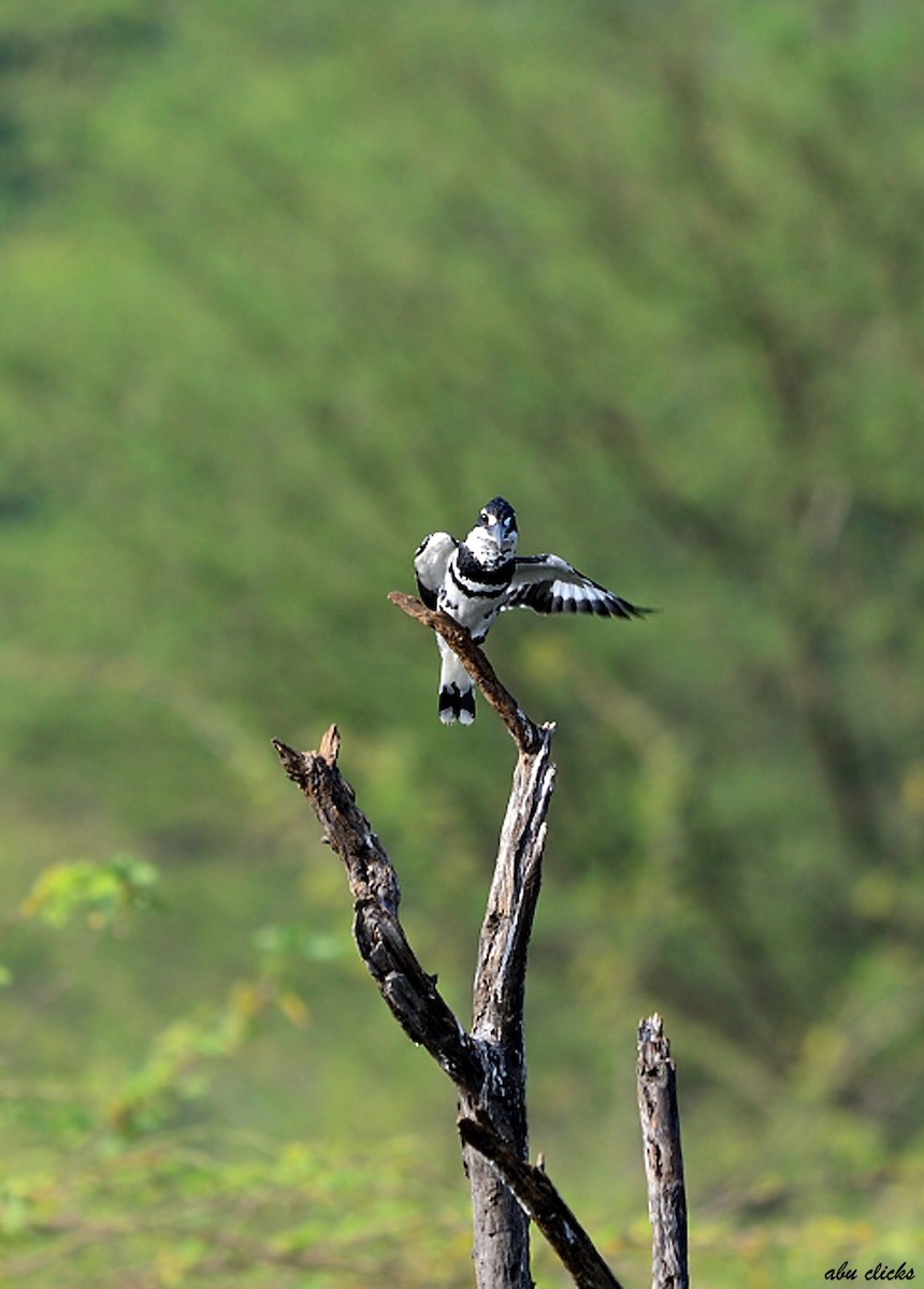 Pied Kingfisher - ML23254781