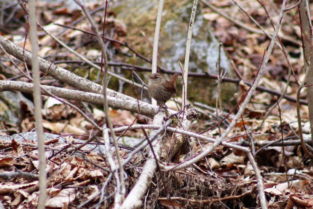 Winter Wren - Cindy Grimes