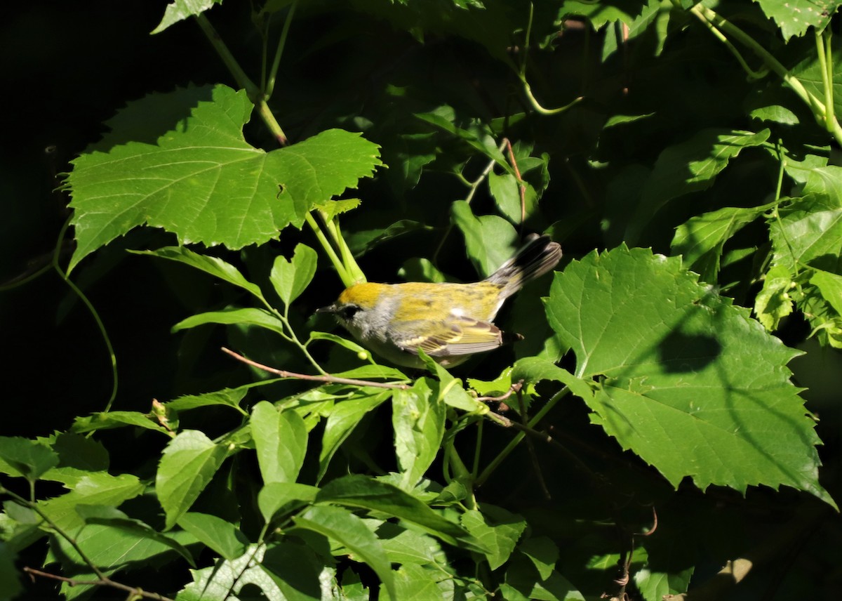 Chestnut-sided Warbler - ML232548471