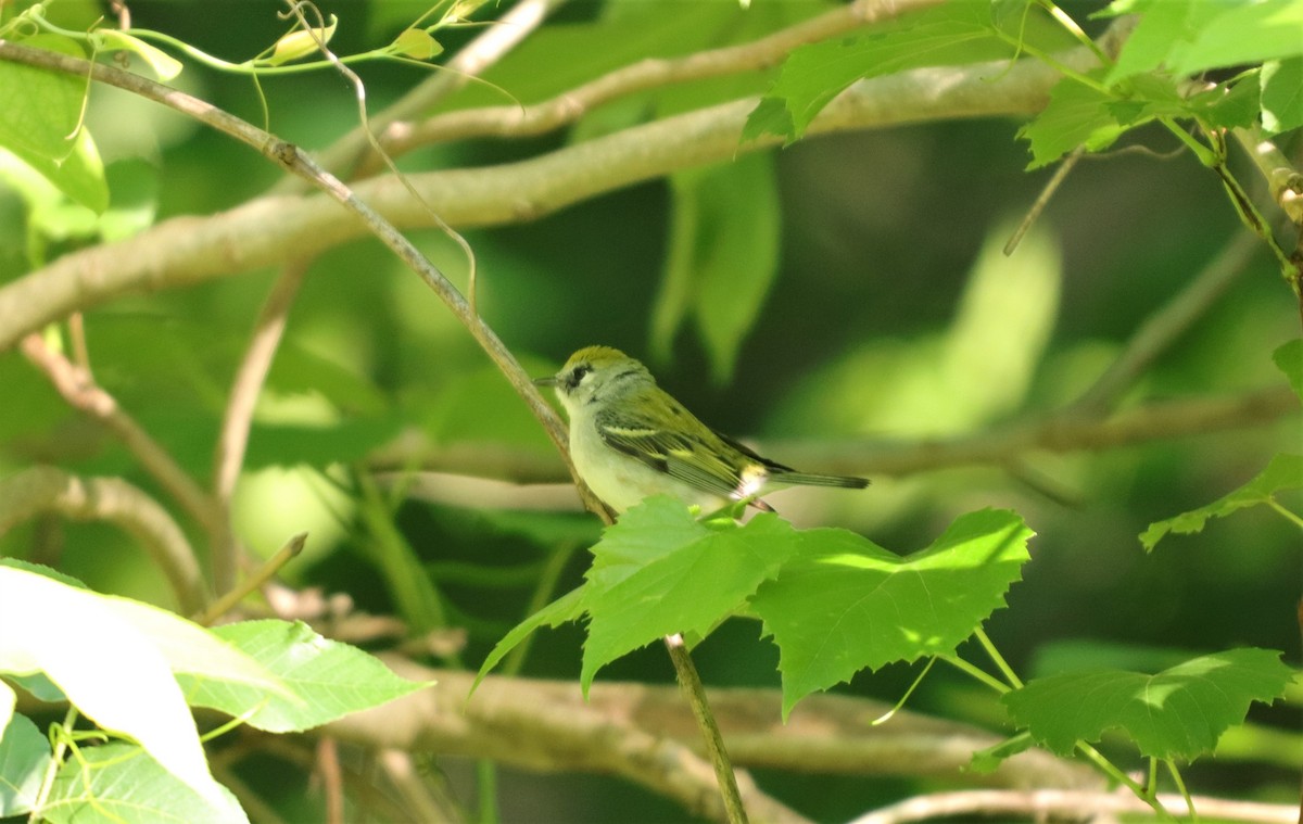 Chestnut-sided Warbler - ML232548481