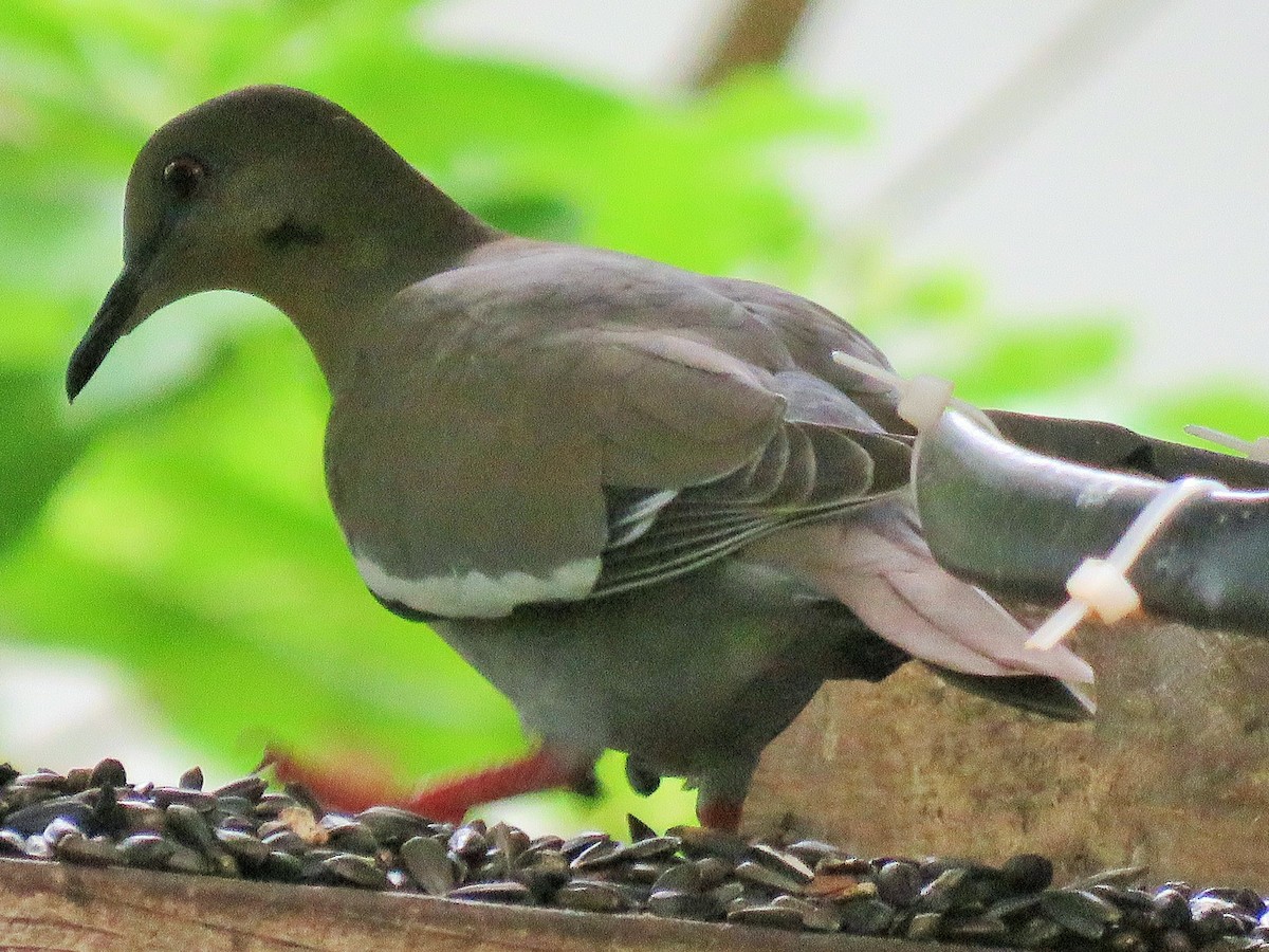 White-winged Dove - ML232548691