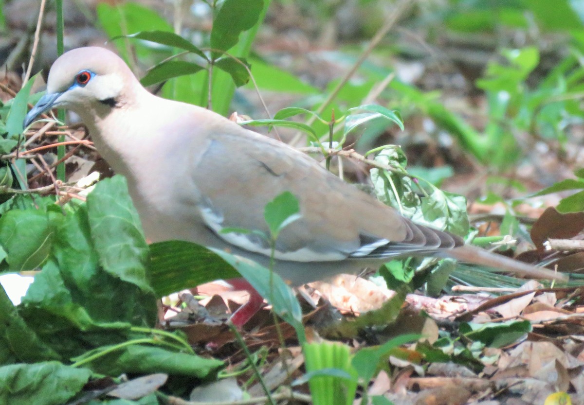 White-winged Dove - ML232548991