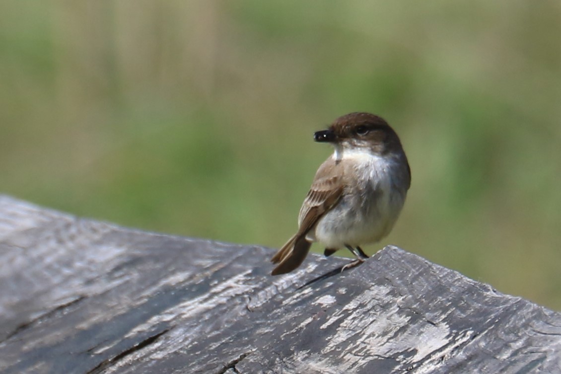 Eastern Phoebe - Jennifer Allison