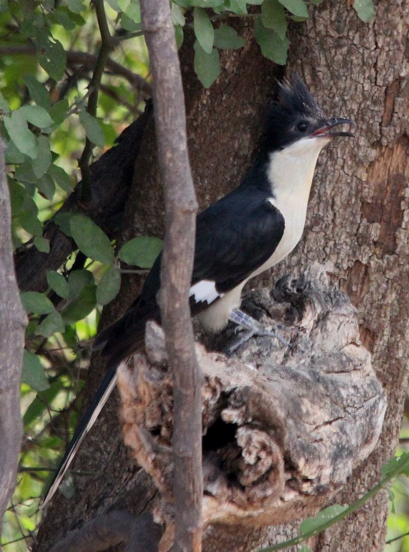 Pied Cuckoo - Kaajal Dasgupta
