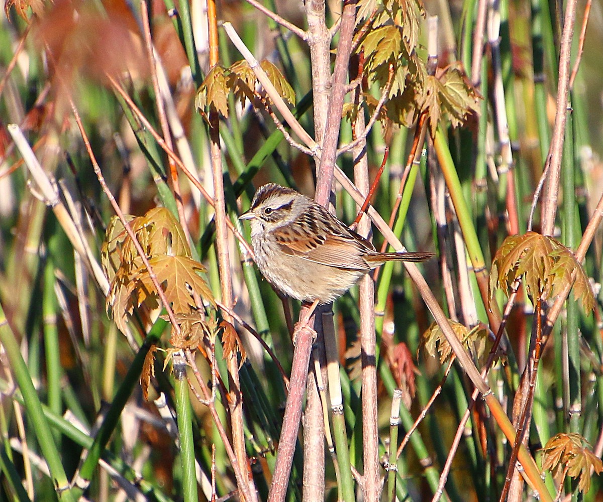 Swamp Sparrow - ML232549831