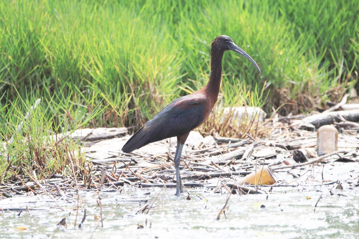 Ibis falcinelle - ML232549981