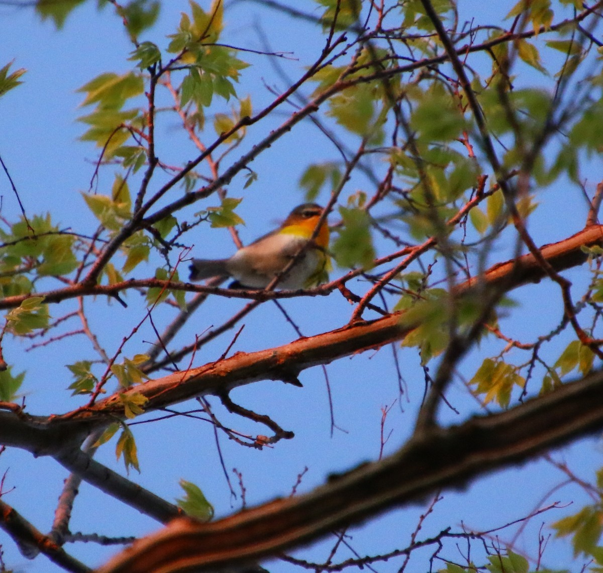Yellow-breasted Chat - ML232550061