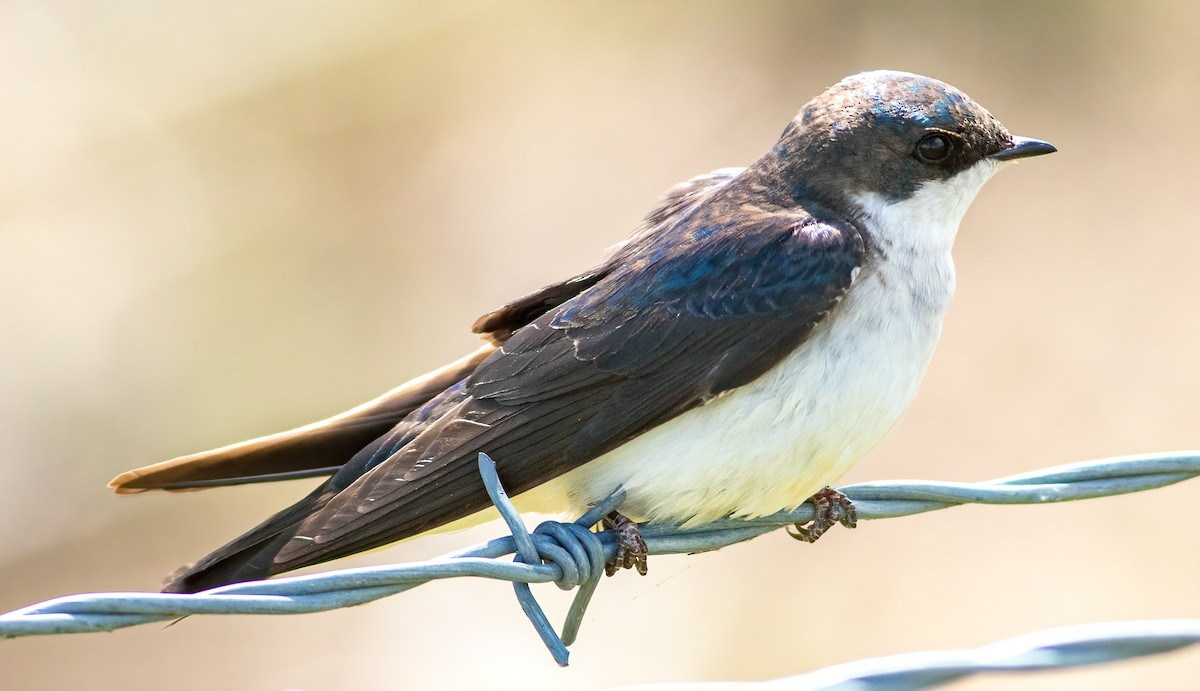 Golondrina Bicolor - ML232550361