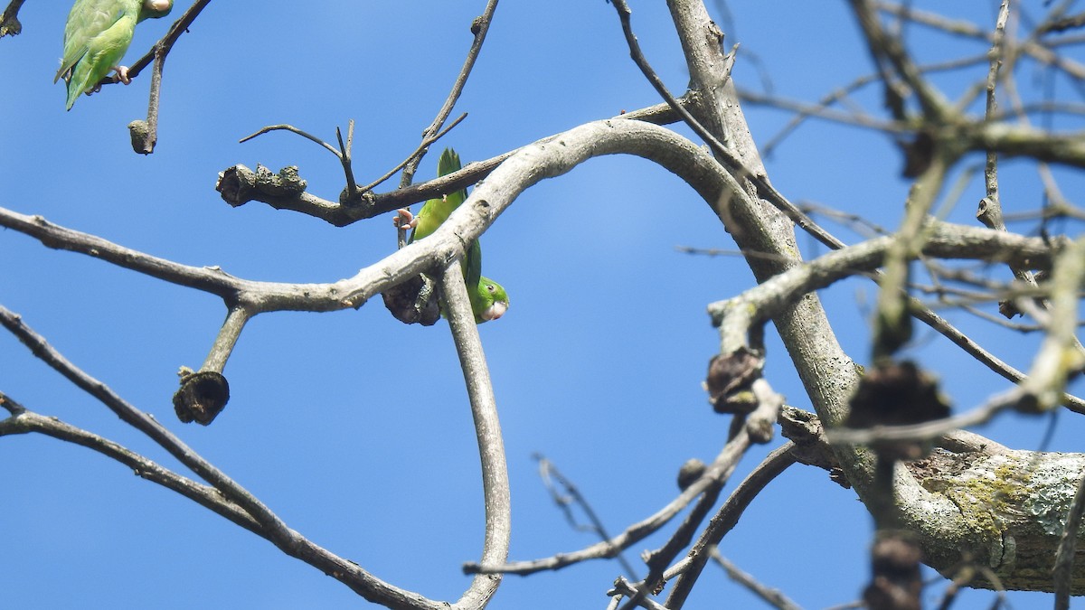 Spectacled Parrotlet - ML232550561