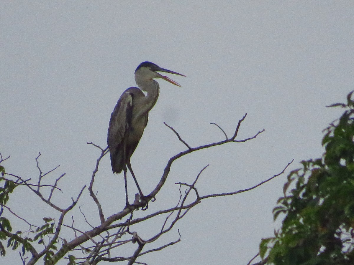 Cocoi Heron - ML232550641
