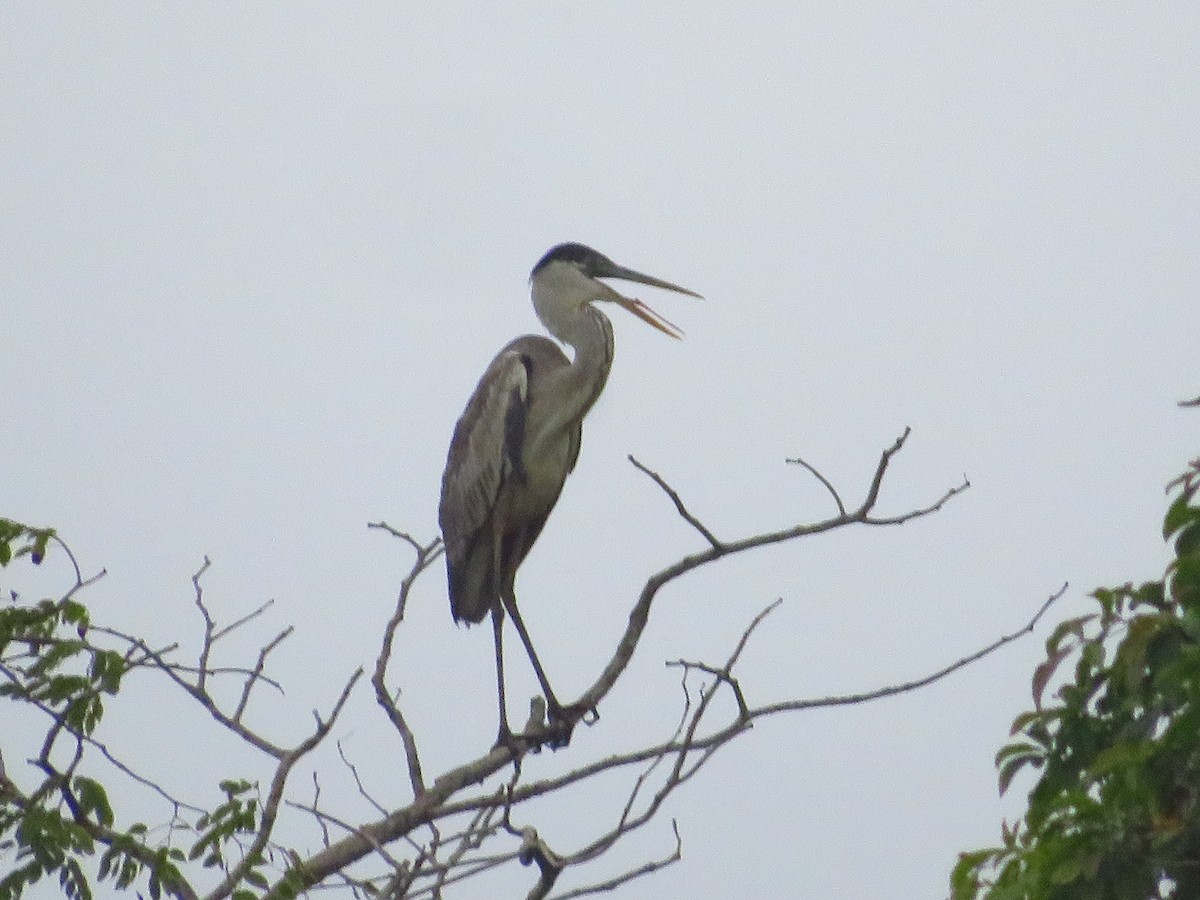 Cocoi Heron - ML232551141