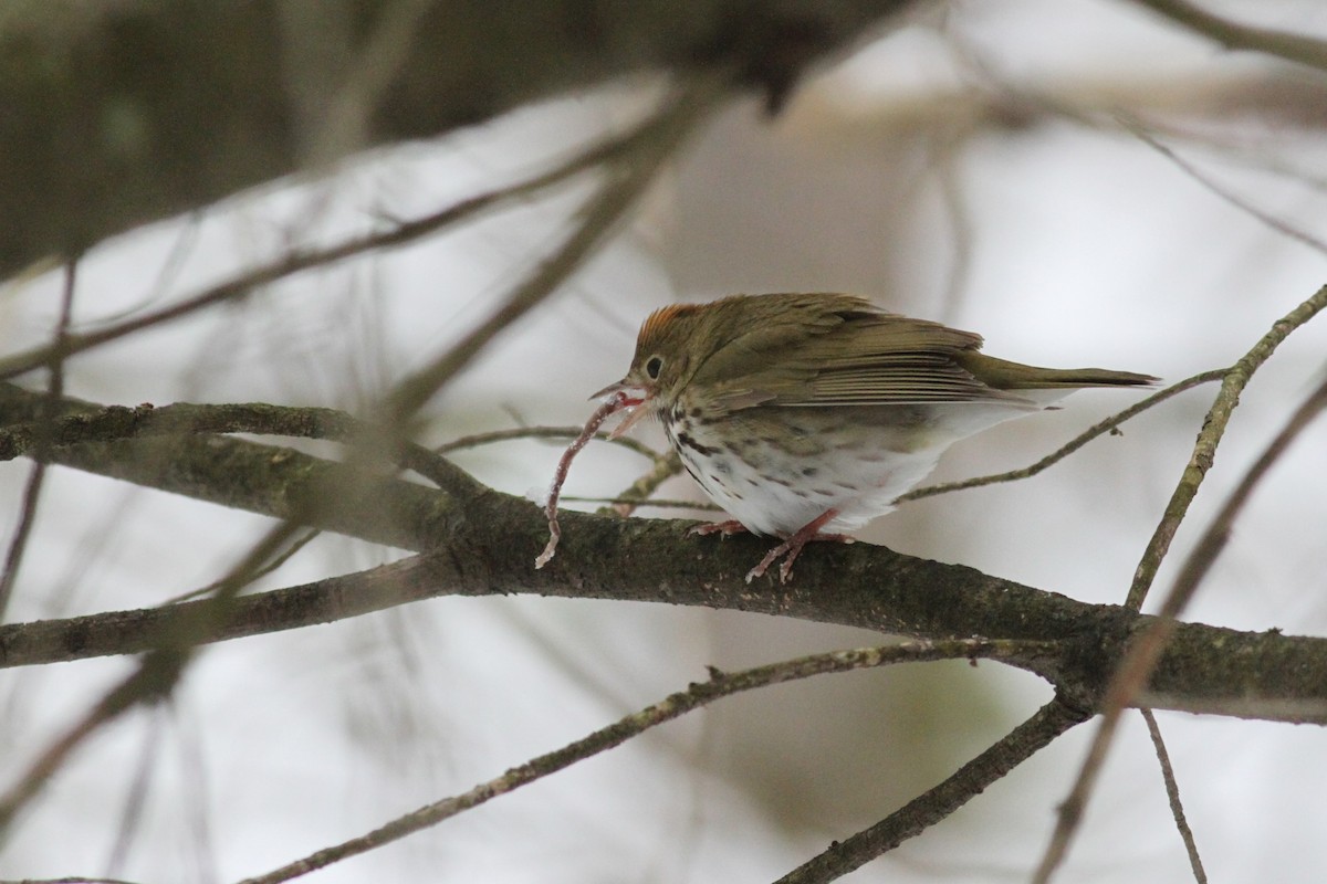 Ovenbird - John Garrett