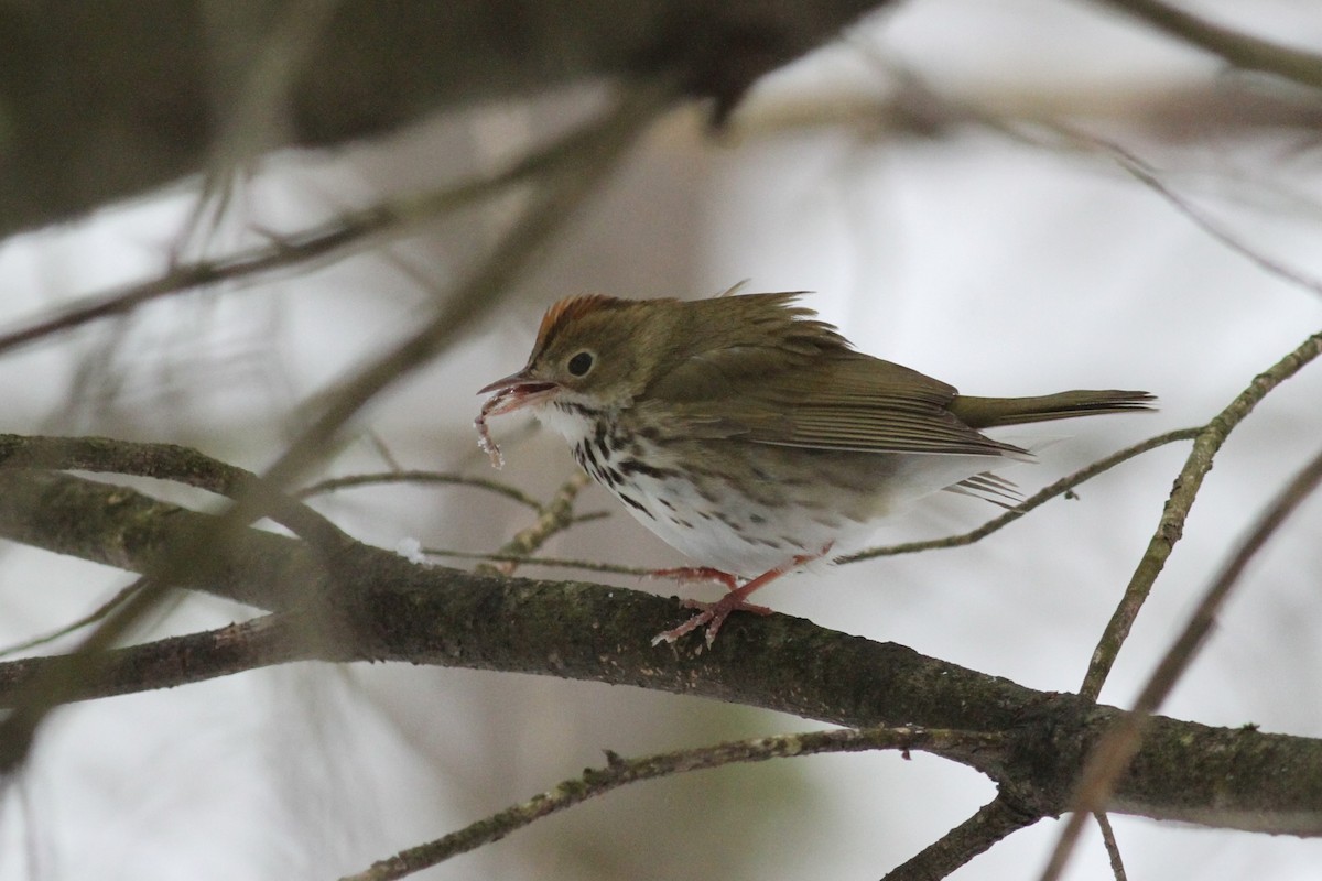 Ovenbird - John Garrett