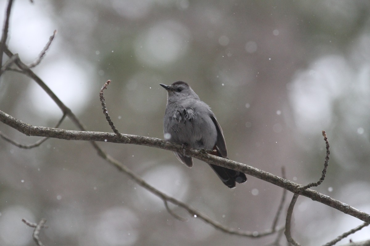 Gray Catbird - John Garrett