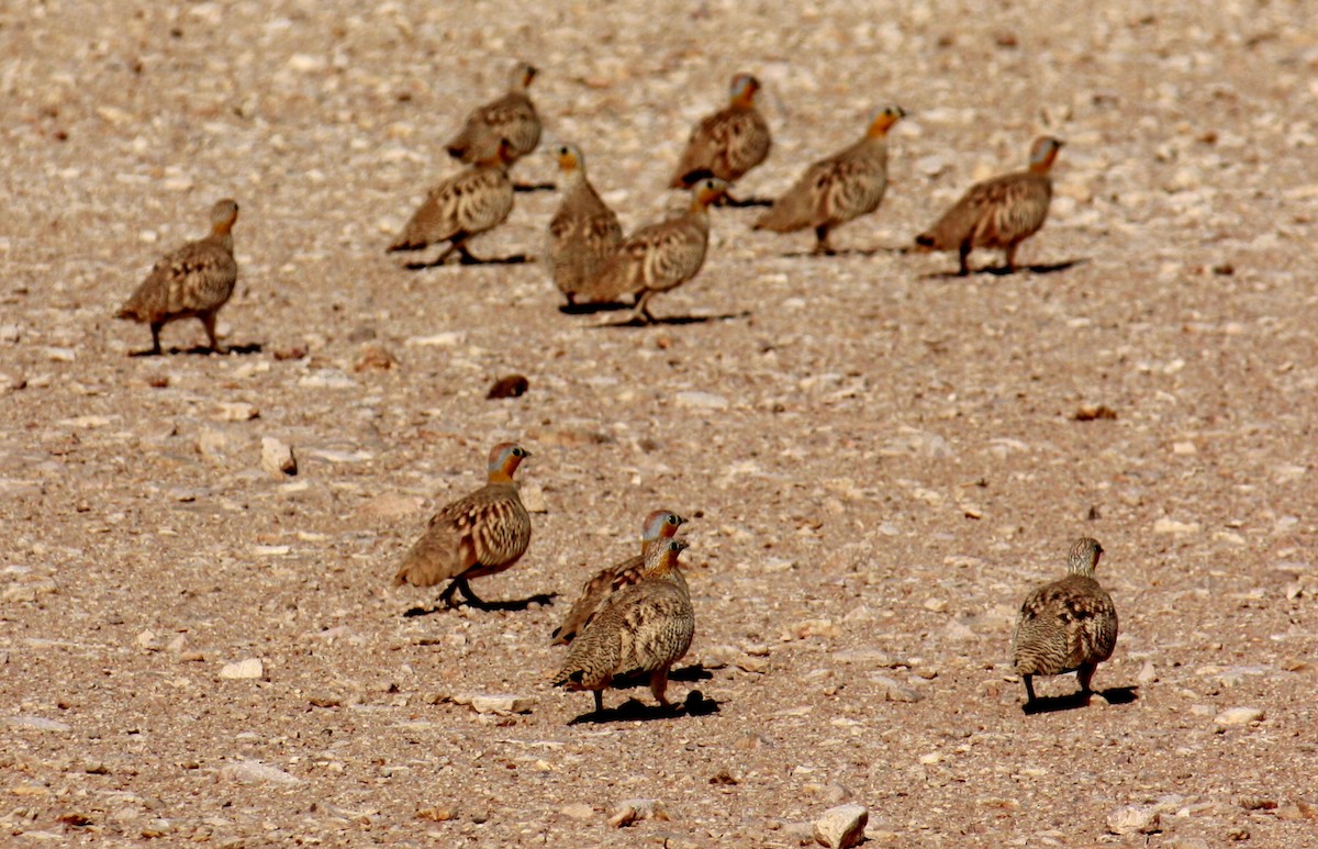 Crowned Sandgrouse - ML232552691