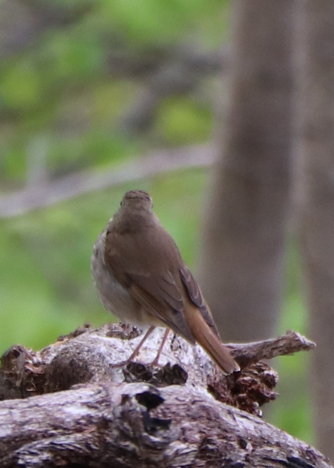 Hermit Thrush - ML232552911