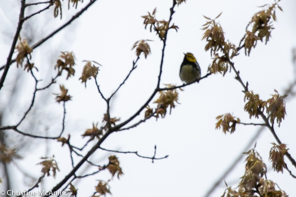 Black-throated Green Warbler - ML232554171