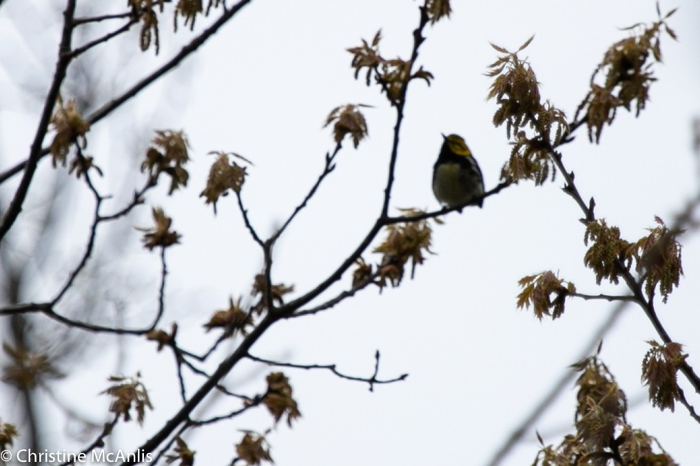 Grünmantel-Waldsänger - ML232554271