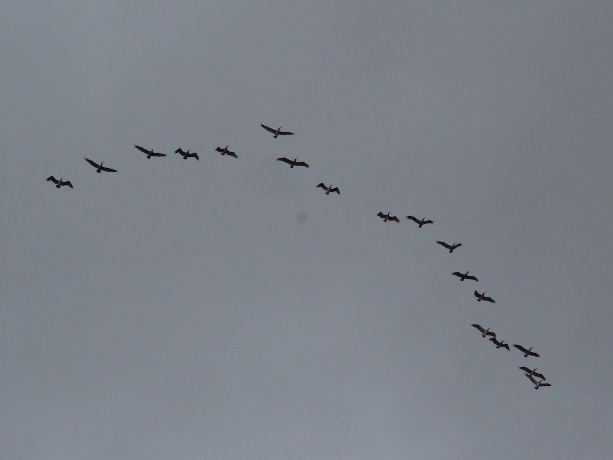 Brown Pelican - ML232555261