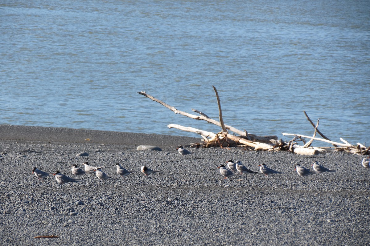 Black-fronted Tern - Dougal MacKenzie