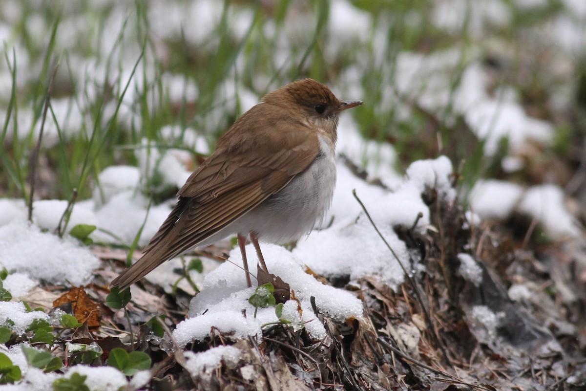 Veery - John Garrett