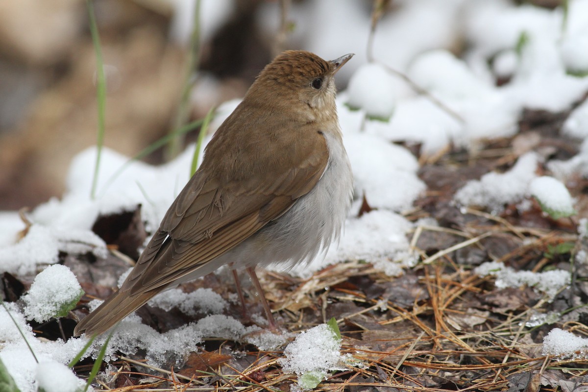 Veery - John Garrett