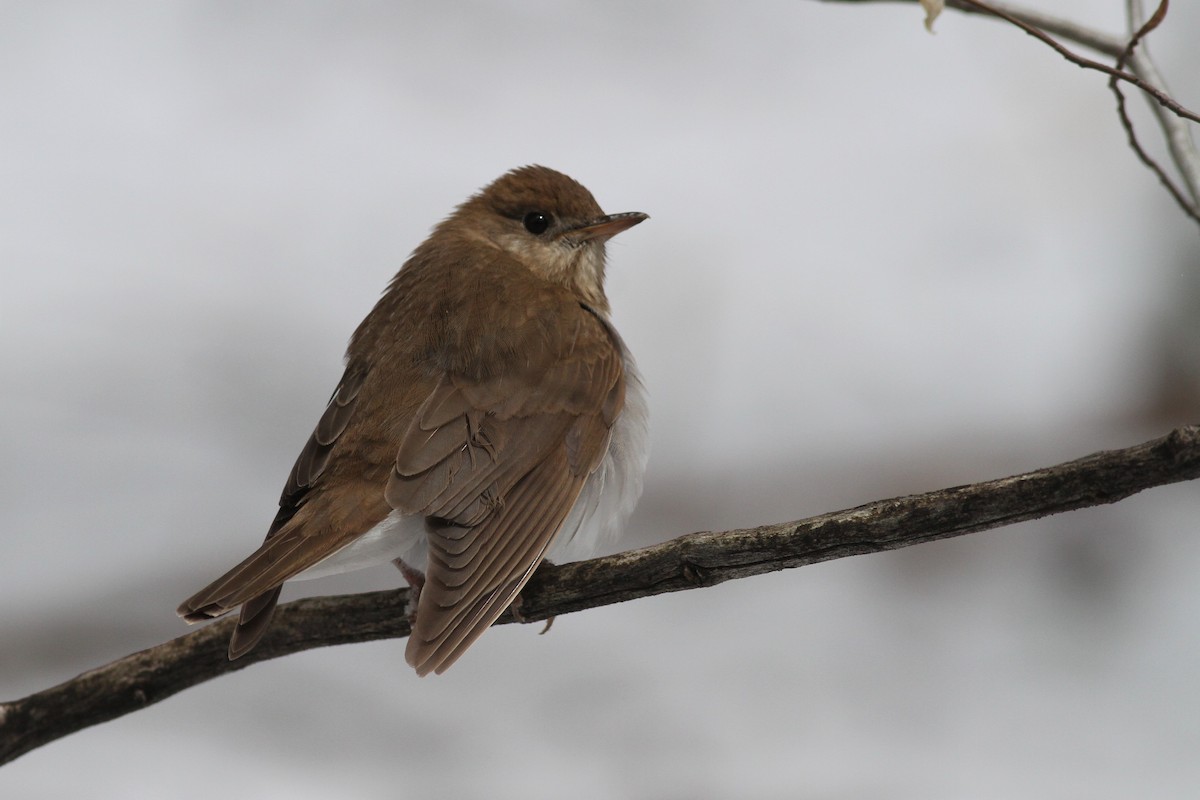 Veery - ML232556111