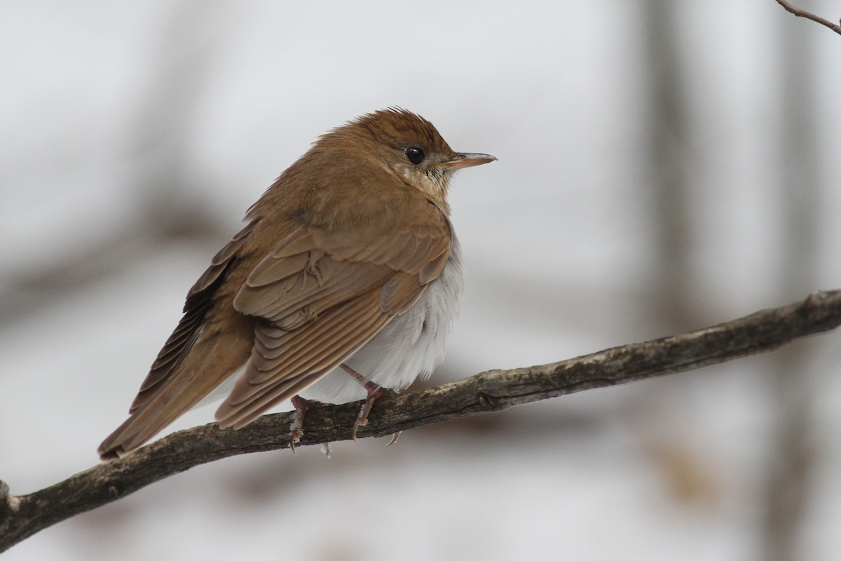 Veery - ML232556191