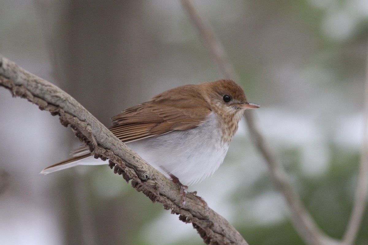 Veery - ML232556351