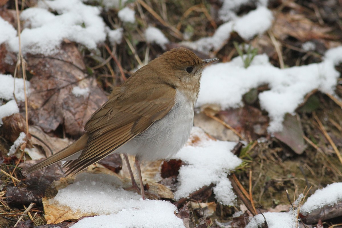 Veery - ML232556411