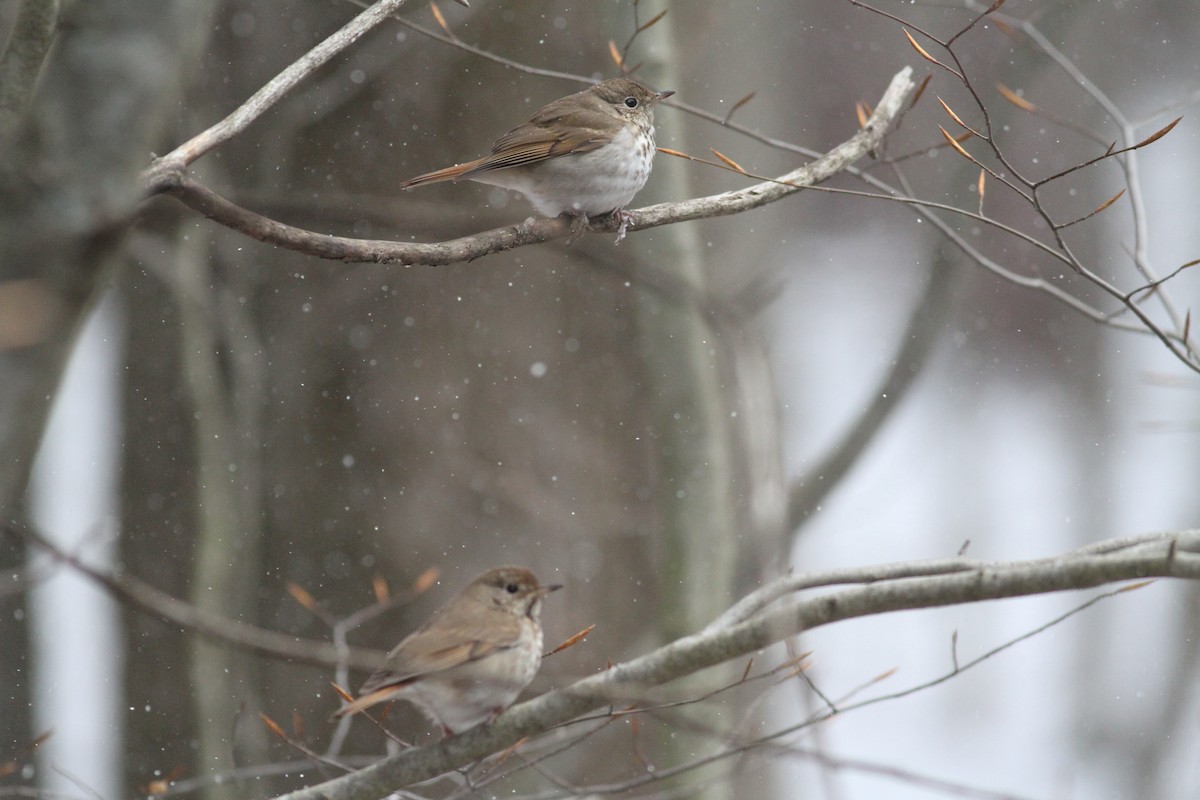 Hermit Thrush (faxoni/crymophilus) - John Garrett