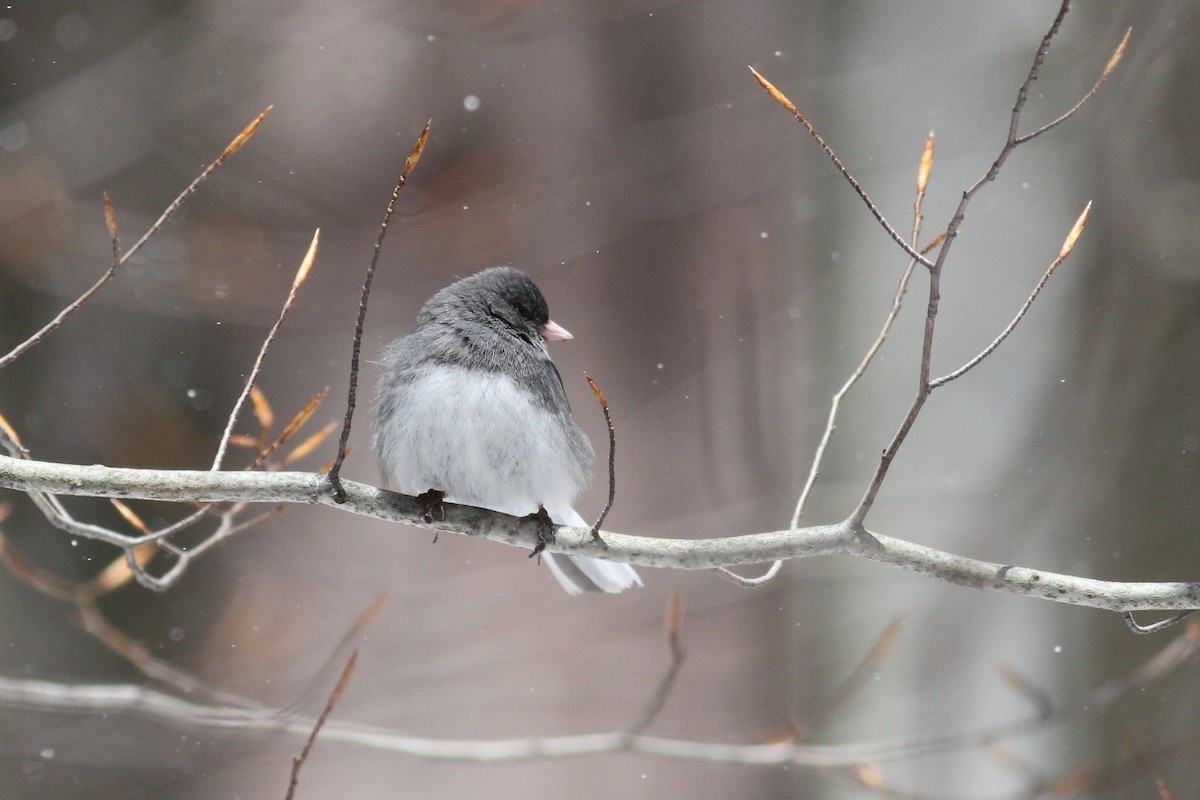 Dark-eyed Junco (Slate-colored) - John Garrett